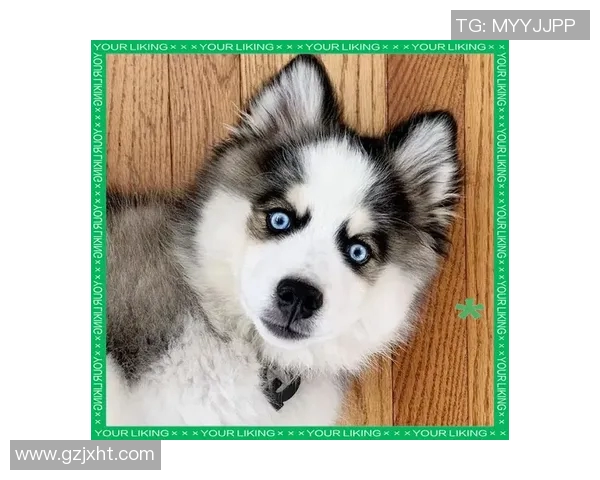 动物与足球明星的趣味对比图集展现奇妙相似之处与个性魅力